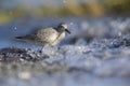 A red knot resting and foraging during migration on the beach of Usedom Germany. Royalty Free Stock Photo