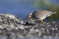 A red knot resting and foraging during migration on the beach of Usedom Germany.