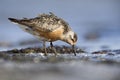 A red knot resting and foraging during migration on the beach of Usedom Germany.