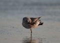 Red Knot, San Carlos Bay, Bunche Beach Preserve, Florida Royalty Free Stock Photo