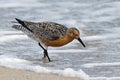 Red Knot Royalty Free Stock Photo