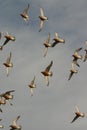Red knots in flight Royalty Free Stock Photo