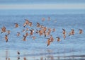 Red Knots in flight Royalty Free Stock Photo