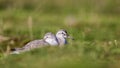 Red Knots Royalty Free Stock Photo