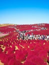 Red Kochia at Hitachi Seaside Park