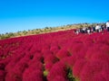 Red Kochia at Hitachi Seaside Park