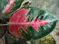 The red kochin aglonema ornamental plant has a dark green leaf color and a bright red pattern at the base of the leaf like flames.