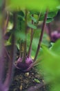 Red Kohlrabi growing in raised bed Royalty Free Stock Photo