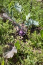 Red kohlrabi grows in the garden around the weeds Royalty Free Stock Photo