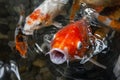 Red koi carp fish with open mouth in water surrounded by other koi Royalty Free Stock Photo