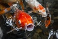 Red koi carp fish with open mouth in water surrounded by other koi Royalty Free Stock Photo