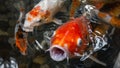 Red koi carp fish with open mouth in water surrounded by other koi Royalty Free Stock Photo