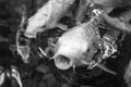 Red koi carp fish with open mouth in water surrounded by other koi Royalty Free Stock Photo