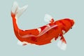 Red Koi Fish Royalty Free Stock Photo