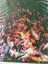 Red Koi Fish Pond feeding time