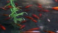 red koi fish in the pond