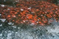 Koi fish swimming under a frozen surface of a pond in Japanese garden Royalty Free Stock Photo