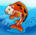 Red koi fish in water Royalty Free Stock Photo