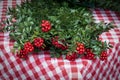 Red Kokina Flower Butcher`s Broom Christmas arrangements with green leaves, red berries. Shepherdia argentea, Cowberry berry