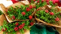 Red kokina flower with green leaves at the flower strore