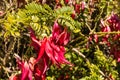 Red kowhai tree flowers in bloom