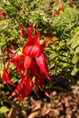 Red kowhai tree flowers Royalty Free Stock Photo