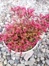 Red Krokot Ornamental Plant Royalty Free Stock Photo