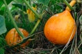 Red kuri squash or onion squash in an ecological garden, cucurbita maxima Royalty Free Stock Photo