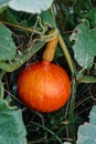 Red kuri squash or onion squash in an ecological garden, cucurbita maxima Royalty Free Stock Photo