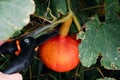 Red kuri squash or onion squash in an ecological garden, cucurbita maxima Royalty Free Stock Photo