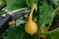 Red kuri squash or onion squash in an ecological garden, cucurbita maxima Royalty Free Stock Photo