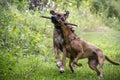 A Red Labrador grabbing a stick from a Rhodesian Ridgeback Royalty Free Stock Photo