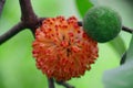 Red lace of Broussonetia papyrifera Royalty Free Stock Photo