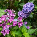 Red Lacecap Hydrangea flowering in summer