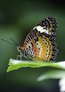 Red lacewing Royalty Free Stock Photo