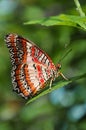 The Red Lacewing Butterfly Royalty Free Stock Photo