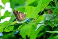 Red Lacewing Butterfly Royalty Free Stock Photo
