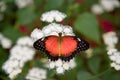 Red Lacewing Butterfly Royalty Free Stock Photo