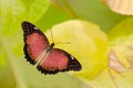 Red Lacewing Butterfly Royalty Free Stock Photo