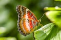 Red Lacewing Butterfly Royalty Free Stock Photo