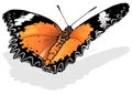 Red Lacewing Butterfly Royalty Free Stock Photo