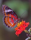 Red Lacewing butterfly (Cethosia biblis) Royalty Free Stock Photo