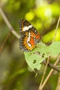 Red Lacewing butterfly, Cethosia biblis Royalty Free Stock Photo