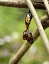 Red Lacewing butterfly emerging from pupa Royalty Free Stock Photo