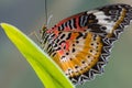 A Red Lacewing Butterfly Royalty Free Stock Photo