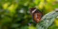 Red lacewing butterfly sitting on a green leaf in bali Royalty Free Stock Photo