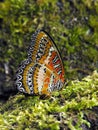 Red Lacewing underside Royalty Free Stock Photo