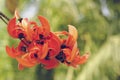 Red Lade Vine Mucuna bennettii flower