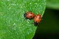 Red lady bug beetles feeding on a leaf Royalty Free Stock Photo
