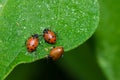 Red lady bug beetles feeding on a leaf Royalty Free Stock Photo